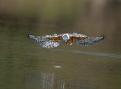 Eisvogel im Fischfang