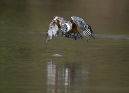 Eisvogel im Fischfang