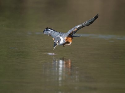 Eisvogel im Fischfang