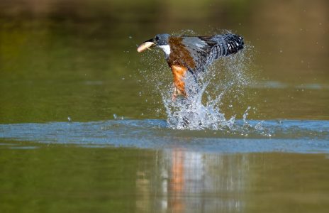 Eisvogel im Fischfang