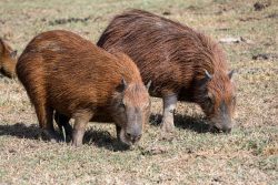 Capybaras