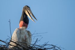 Jabirustorch