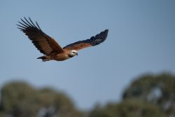 Fischbussard