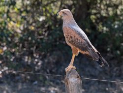 Savannenbussard