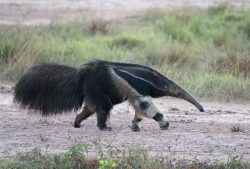 Großer Ameisenbär