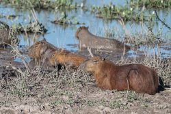 Capybaras im Schlamm