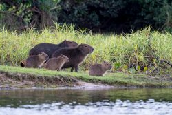 Capybara- Familie