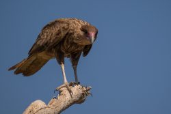 Südlicher Schopfcaracara