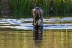 Riesenotter