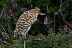 Juveniler Marmorreiher