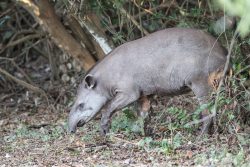 Tapir