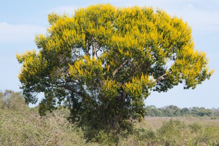 Cambara Baum
