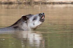 Tapir
