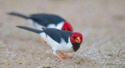 Kardinalvogel