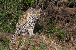 Jaguar auf der Pirsch