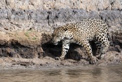 Jaguar auf der Pirsch