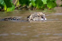 Jaguar schwimmend