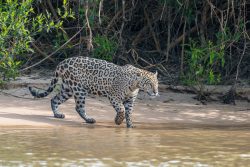 Jaguar auf der Pirsch