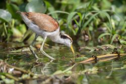 juveniles Rotstirnblatthühnchen