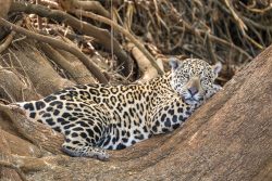 Jaguar im Ausguck