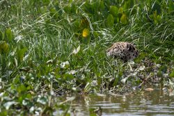 Jaguar auf Kaimanjagd