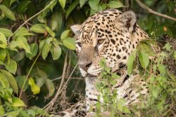 Jaguar im Dickicht