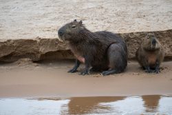 Capybaras