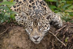 Jaguar auf der Lauer