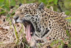 Beeindruckender Jaguarschlund!
