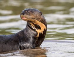 Riesenotter