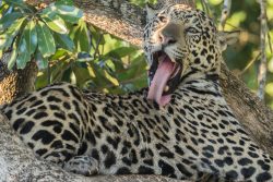Jaguarzunge