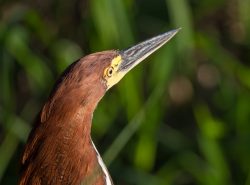 Marmorreiher