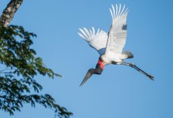 Jabirustorch