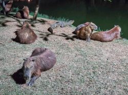Brillenkaiman zwischen Capybara-Familie