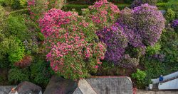 Die Rhododendren im Garten unseres Quartiers