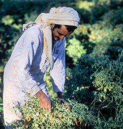 Bauer bei der Chiliernete