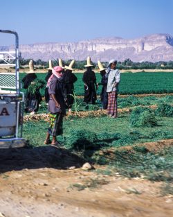 Frauen bei der Ernte