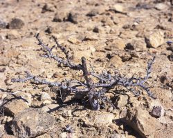 Kleiner Myrrhestrauch