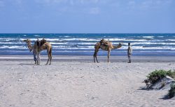 Kamele am Strand