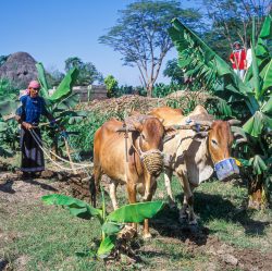 Pflügender Bauer in Dorf in der Tihama