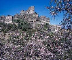 Blick auf Manakhah mit blühenden Mandelbäumen