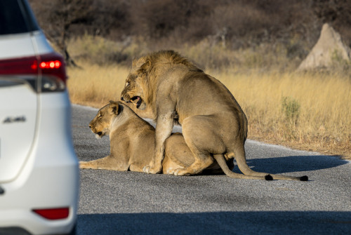 Löwen paaren sich auf der Straße