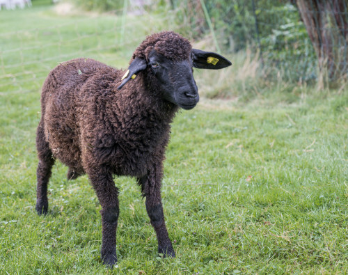 Eines der Schafe beim Ferienhaus