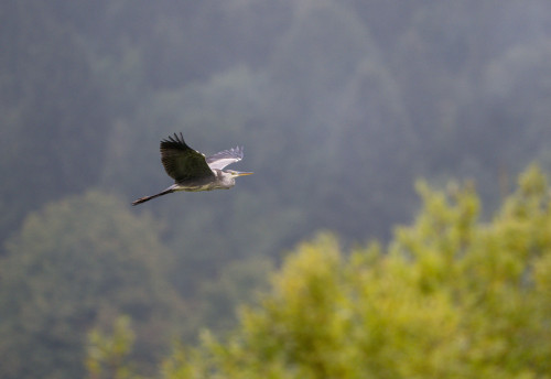 Reiher am Cerkniško jezero - Zirknitzer See