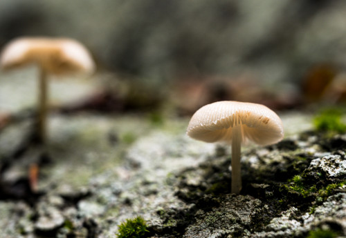 Baumschwammerl - Waldlandschaft an der kroatischen Grenze