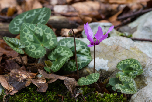 Zyklame - Waldlandschaft an der kroatischen Grenze