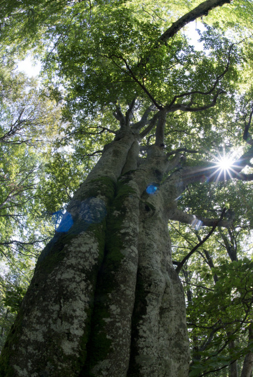 Waldlandschaft an der kroatischen Grenze