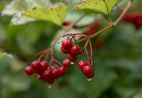 Eberesche - Große Naturbrücke Rakov Skocjan