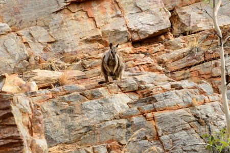 Ormiston Wasserloch, Felsenkänguru