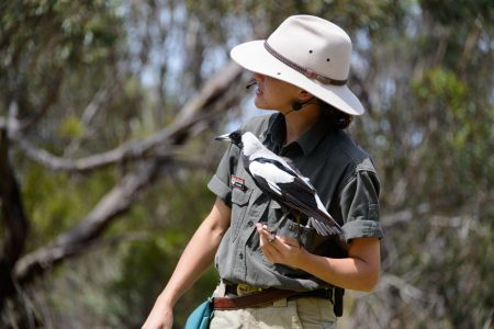 Australian Magpie, Raptor Domain